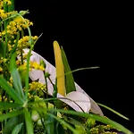 ゲストハウス Le Jardin 4*